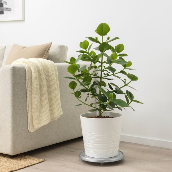 Растение в горшке 24 см IKEA CLUSIA КЛУЗИЯ 005.158.48 - фото 2