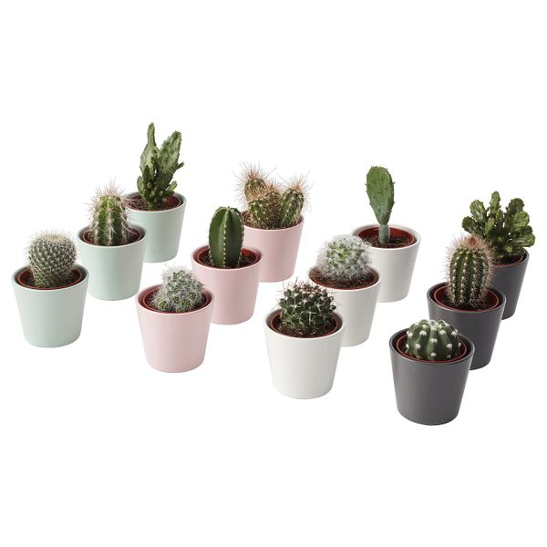 Комнатное растение в горшке, кактус/различные растения 6 см IKEA CACTACEAE КАКТУС 603.719.55 - фото 1