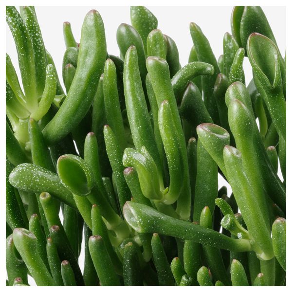 Растение в горшке СУККУЛЕНТЫ, различные растения (15 см) - фото 5