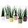 Комнатное растение в горшке SANSEVIERIA, Сансевиерия (6 см)