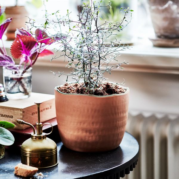 Кашпо, терракота ручная работа 15 см IKEA БОТАНИСК 904.665.32 - фото 2