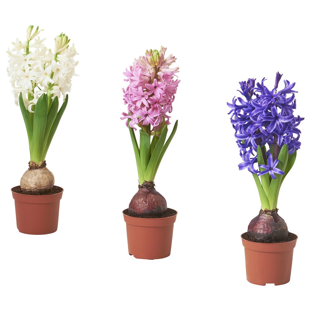 Комнатный растение, лукавица IKEA HYACINTHUS 805.878.41 - фото 1