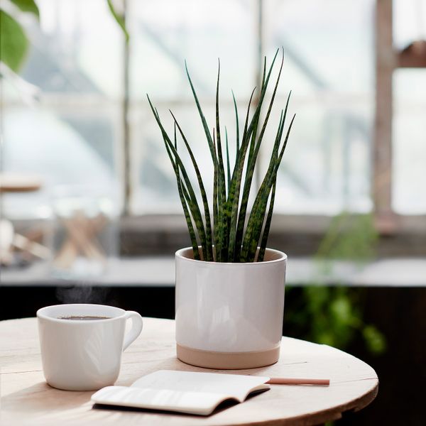 Растение в горшке, различные растения 12 см IKEA SANSEVIERIA САНСЕВИЕРИЯ 203.719.62 - фото 2