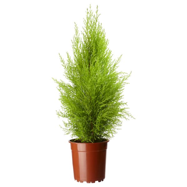 Растение в горшке CUPRESSUS MACROCARPA, кипарис (24 см) - фото 1