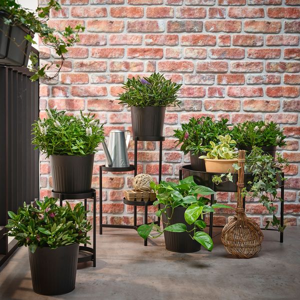 Растение в горшке, Вероника кустовая, 17 см IKEA HEBE 905.923.85 - схема-чертеж с размерами