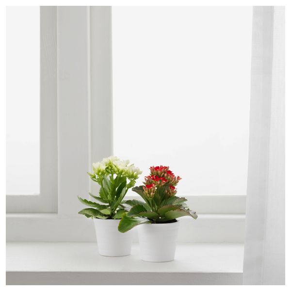 Комнатное растение в горшке KALANCHOE, Каланхоэ разные цвета (6 см) - фото 2