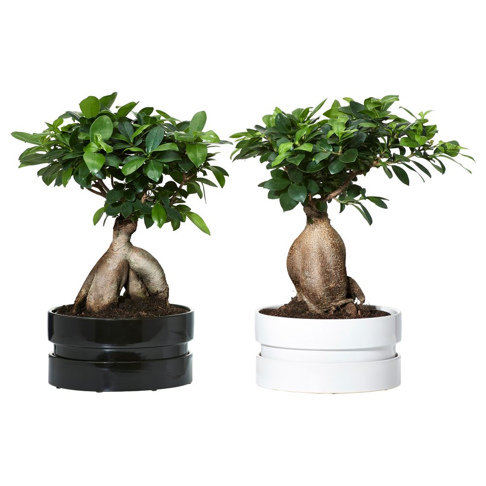 Комнатное растение в горшке FICUS MICROCARPA GINSENG, бонсай, разные цвета (22 см) - фото 1