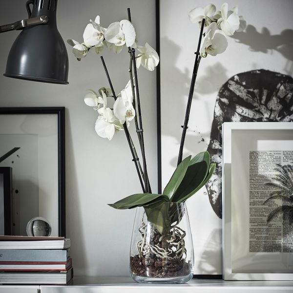 Растение в горшке, Орхидея/2 стебля 12 см IKEA PHALAENOPSIS ФАЛЕНОПСИС 802.634.03 - фото 4