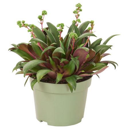 Растение в горшке IKEA CRASSULA ORBINCULARIS 105.930.82