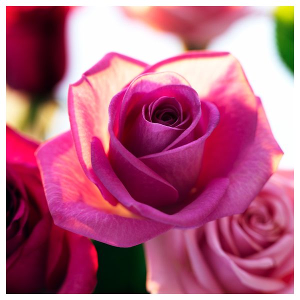 Ароматическая свеча в стакане ДРЁМЛИК, букет роз - схема-чертеж с размерами