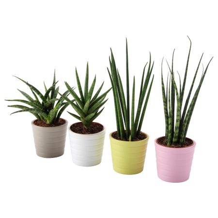 Комнатное растение в горшке SANSEVIERIA, Сансевиерия разные цвета (6 см)
