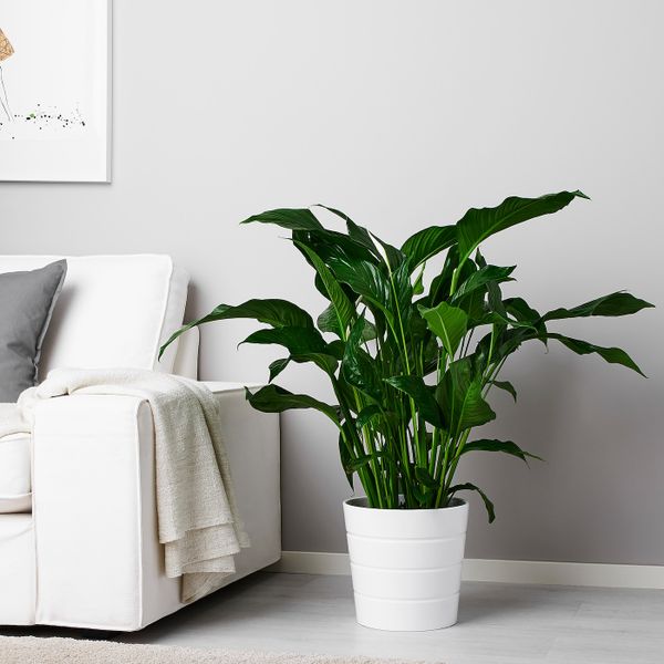 Растение в горшке, Спатифиллум 24 см IKEA SPATHIPHYLLUM СПАТИФИЛЛУМ 903.804.30 - фото 2