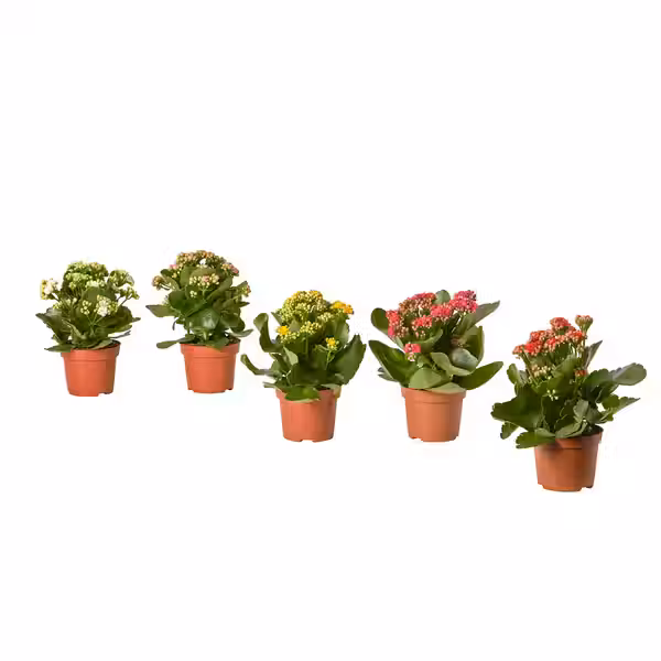 KALANCHOE Растение в горшке - Каланхоэ Блосфельда разные цвета 10.5 см - фото 1