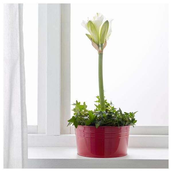 Миска СОККЕР, д/дома/улицы, красный (20 см) - фото 3