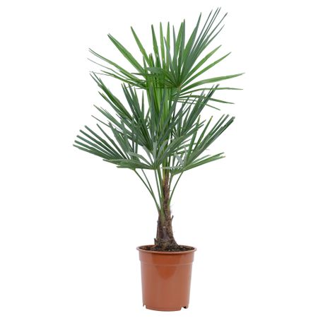 Растение в горшке TRACHYCARPUS FORTUNEI, Хамеропс высокий (21 см)