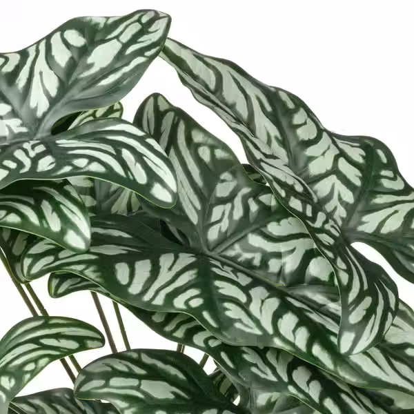 FEJKA Искусственное растение в горшке - д/дома/улицы Церцестис удивительный 15 см - схема-чертеж с размерами