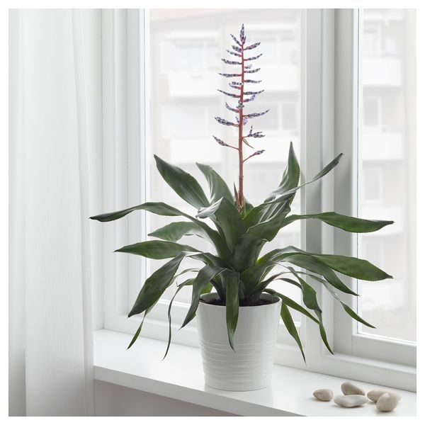 Растение в горшке ЭХМЕЯ (15 см) - фото 2