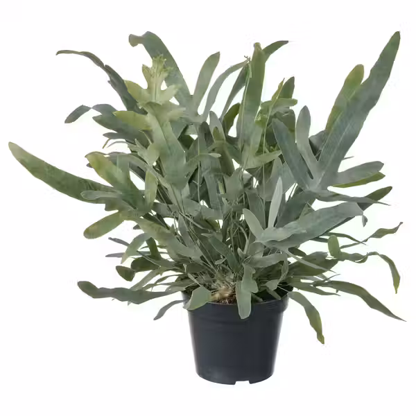 PHLEBODIUM AUREUM Растение в горшке - Флебодиум золотистый 14 см - фото 1