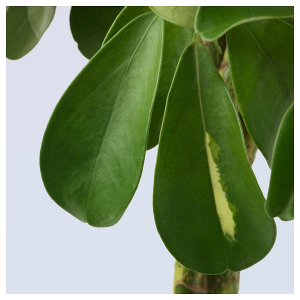 Растение в горшке FICUS MICROCARPA MOCLAME (17 см) - фото 4