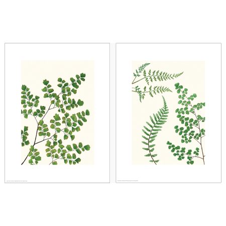 Постер, Папоротники, 30x40 см IKEA DRÖMBILD ДРЁМБИЛЬД 504.477.10