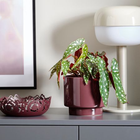 Кашпо, для дома, улицы коричнево-красный, 12 см IKEA DRAKFRUKT ДРАКФРУКТ 005.705.14