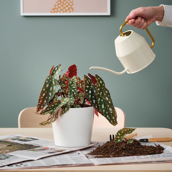 Растение в горшке IKEA BEGONIA MACULATA 905.982.31 - фото 3