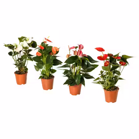 ANTHURIUM Растение в горшке - Антуриум 12 см