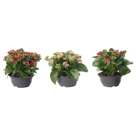 Растение в горшке КАЛАНХОЭ, Каланхоэ Блосфельда (19 см)