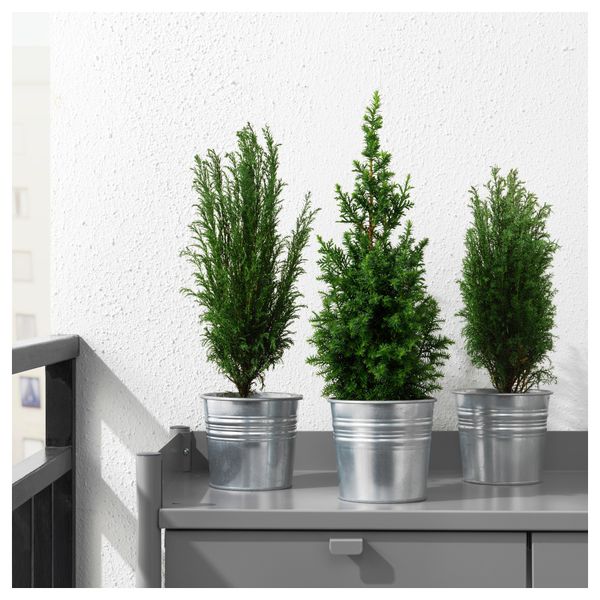 Растение в горшке CHAMAECYPARIS, Кипарисовик различные растения (10.5 см) - фото 3