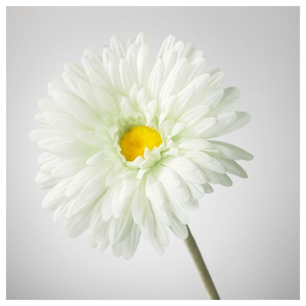 Цветок искусственный СМИККА, Гербера, белый (50 см) - схема-чертеж с размерами