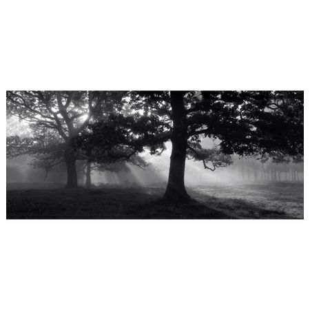 Картина БЬЁРКСТА, Лесная поляна II (140x56 см)