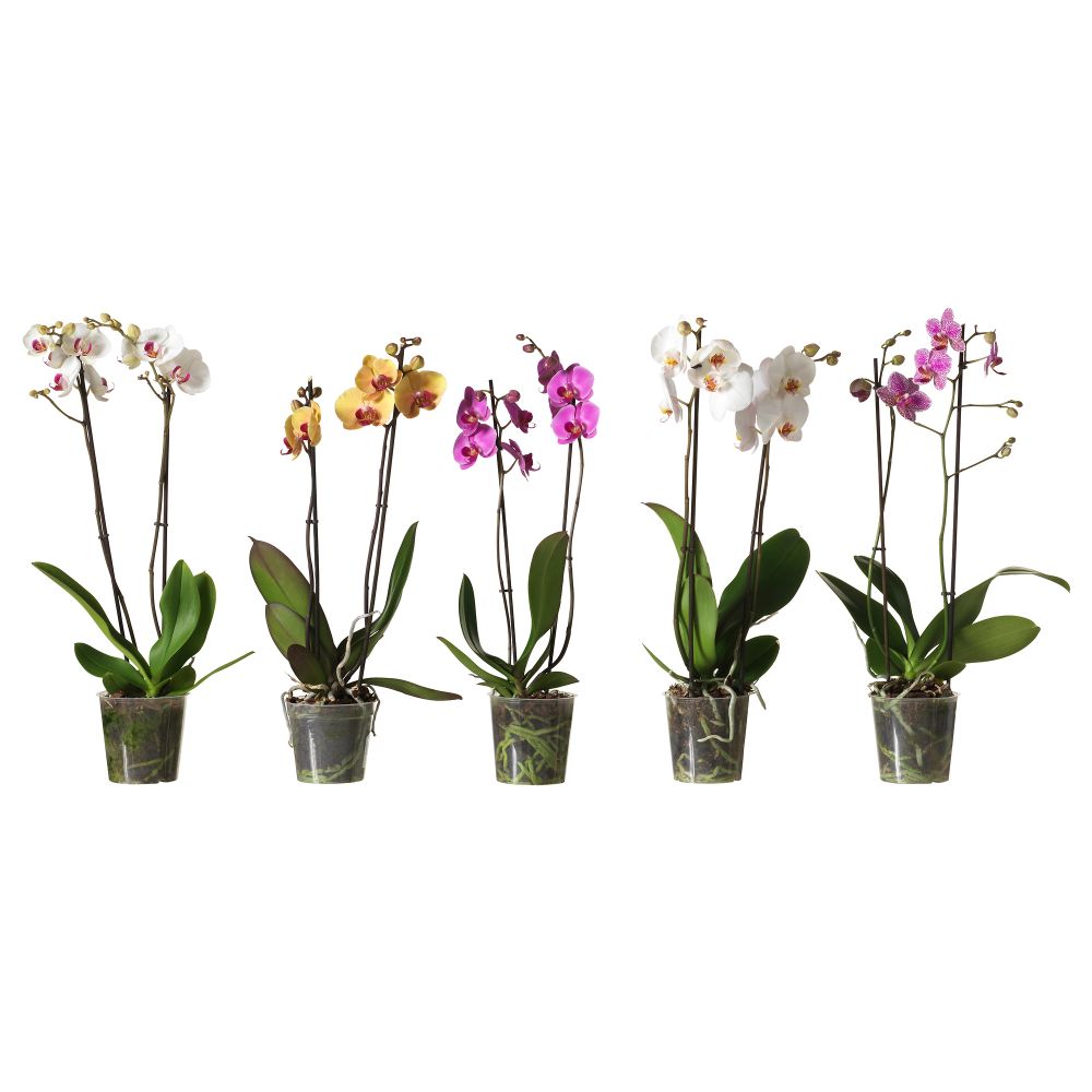 Растение в горшке PHALAENOPSIS, Орхидея, 2 стебля (12 см) - схема-чертеж с размерами