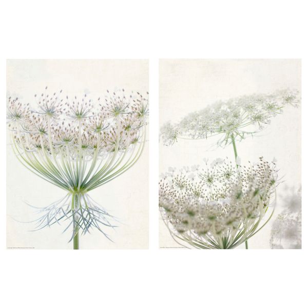 Набор постеров, 2 штуки ТВИЛЛИНГ, Нежное цветение (30x40 см) - схема-чертеж с размерами