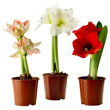 Растение в горшке HIPPEASTRUM, Амариллис, 2 почки разные цвета (12 см)