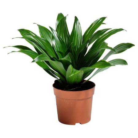 Растение в горшке DRACAENA JANET CRAIG (10.5 см)