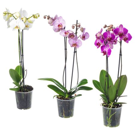 Растение в горшке, Орхидея/2 стебля 12 см IKEA PHALAENOPSIS ФАЛЕНОПСИС 802.634.03