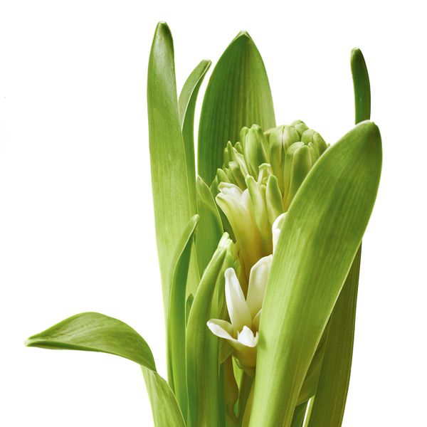 Комнатный растение, лукавица IKEA HYACINTHUS 805.878.41 - фото 4