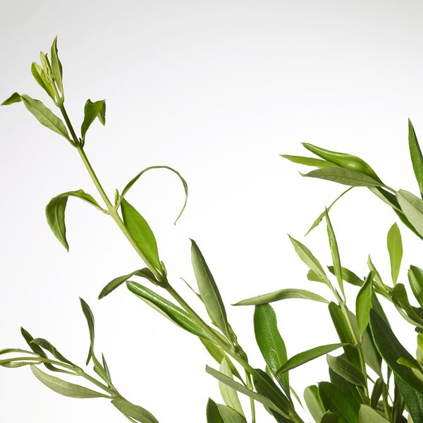 Растение в горшке IKEA OLEA EUROPAEA 005.982.35 - схема-чертеж с размерами