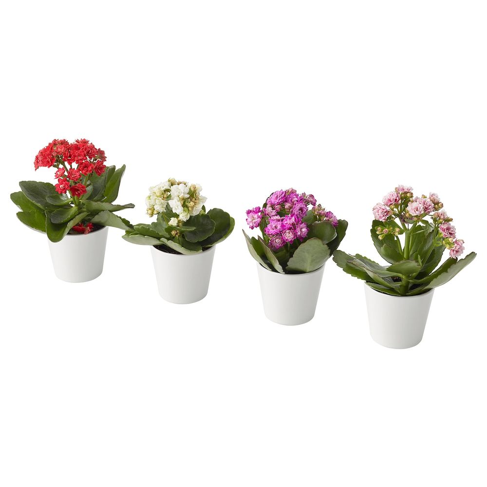 Комнатное растение в горшке, Каланхоэ разные цвета, 6 см IKEA КАЛАНХОЭ 804.163.21 - фото 1