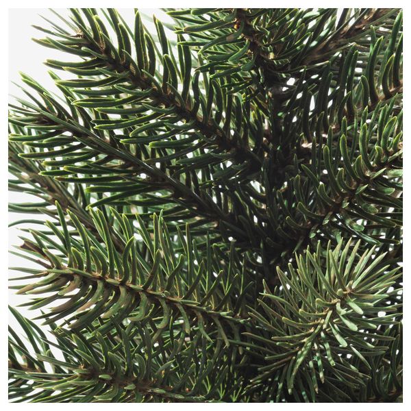 Искусственное растение в горшке ФЕЙКА, д/дома/улицы рождественская елка (9 см) - схема-чертеж с размерами