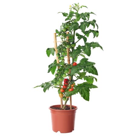 Растение в горшке, томат, 15 см IKEA SOLANUM LYCOPERSICUM 605.982.37