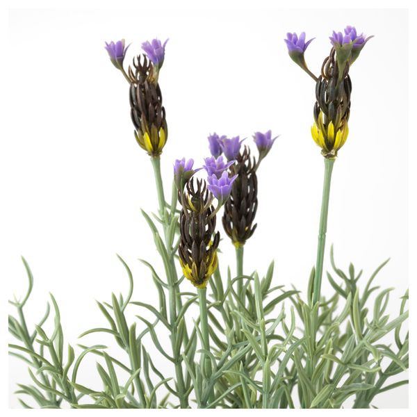 Искусственное растение в горшке ФЕЙКА, д/дома/улицы, лаванда (9 см) - фото 2