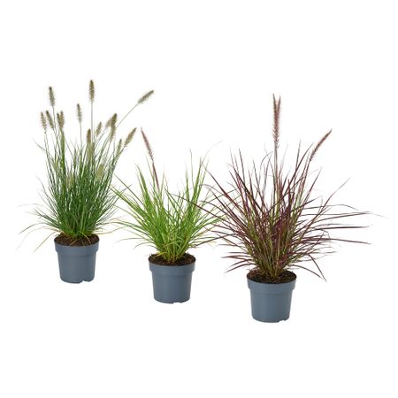 Растение в горшке, Фонтанная трава, 17 см IKEA PENNISETUM 605.923.82