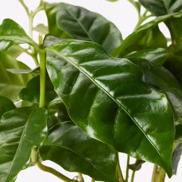 COFFEA ARABICA Растение в горшке - кофе Арабика 9 см - схема-чертеж с размерами