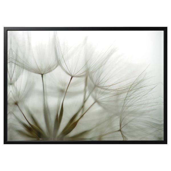 Картина с рамой, Одуванчик, черный 140x100 см IKEA БЬЁРКСТА 092.984.16 - фото 1