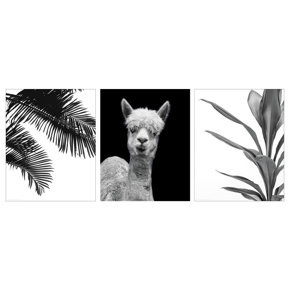 Постер БИЛЬД, Альпака (40x50 см) - фото 1