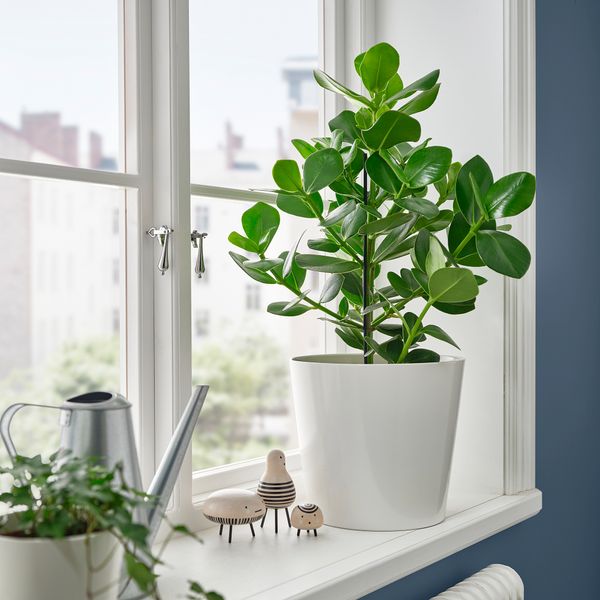 Растение в горшке, Клузия, 24 см IKEA CLUSIA 005.941.95 - схема-чертеж с размерами