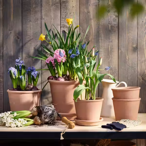 HYACINTHUS Растение в горшке - разные цвета 12 см - фото 3