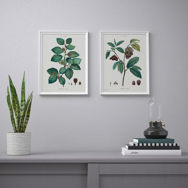 Постер, Ботанические рисунки II, 30x40 см IKEA DRÖMBILD ДРЁМБИЛЬД 204.469.34 - фото 4