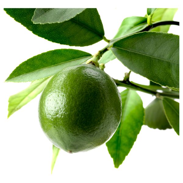 Растение в горшке CITRUS, лимон, различные растения (15 см) - фото 2